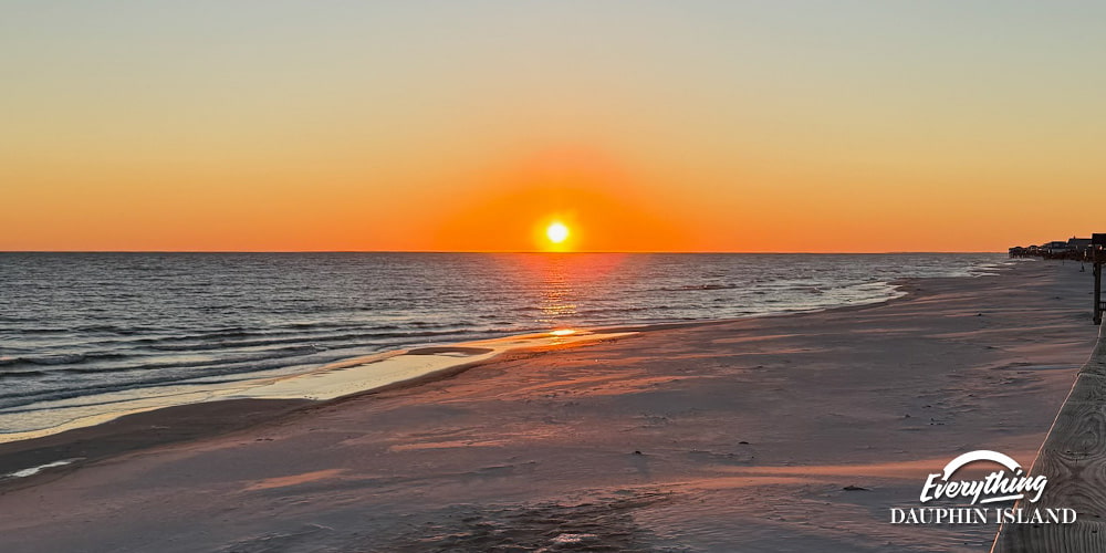 A Guide to Jellyfish on Dauphin Island: Identification, Safety, and What to Expect